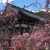 神戸・御影の弓弦羽神社で4月2日「御影花びらまつり」が開催されたよ【※桜写真付レポ
