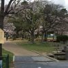 東灘・灘の境界にある石屋川公園の桜が満開だよ【写真で見るお花見スポット】