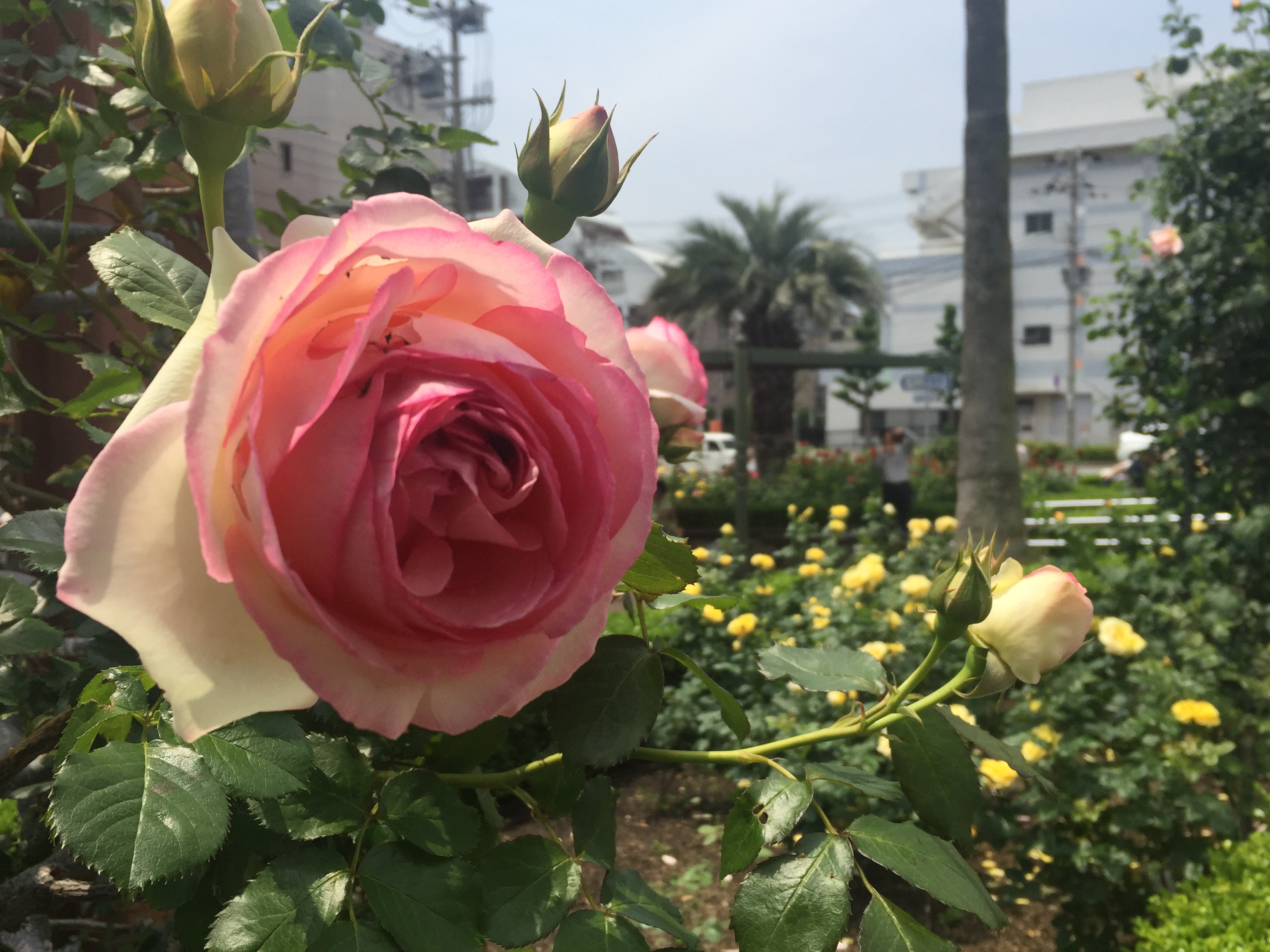 神戸 本山にある バラ園 のバラが見頃だよ 開花ショットあり 東灘ジャーナル