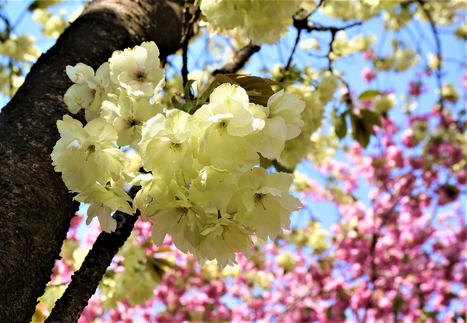 yellow cherry blossoms