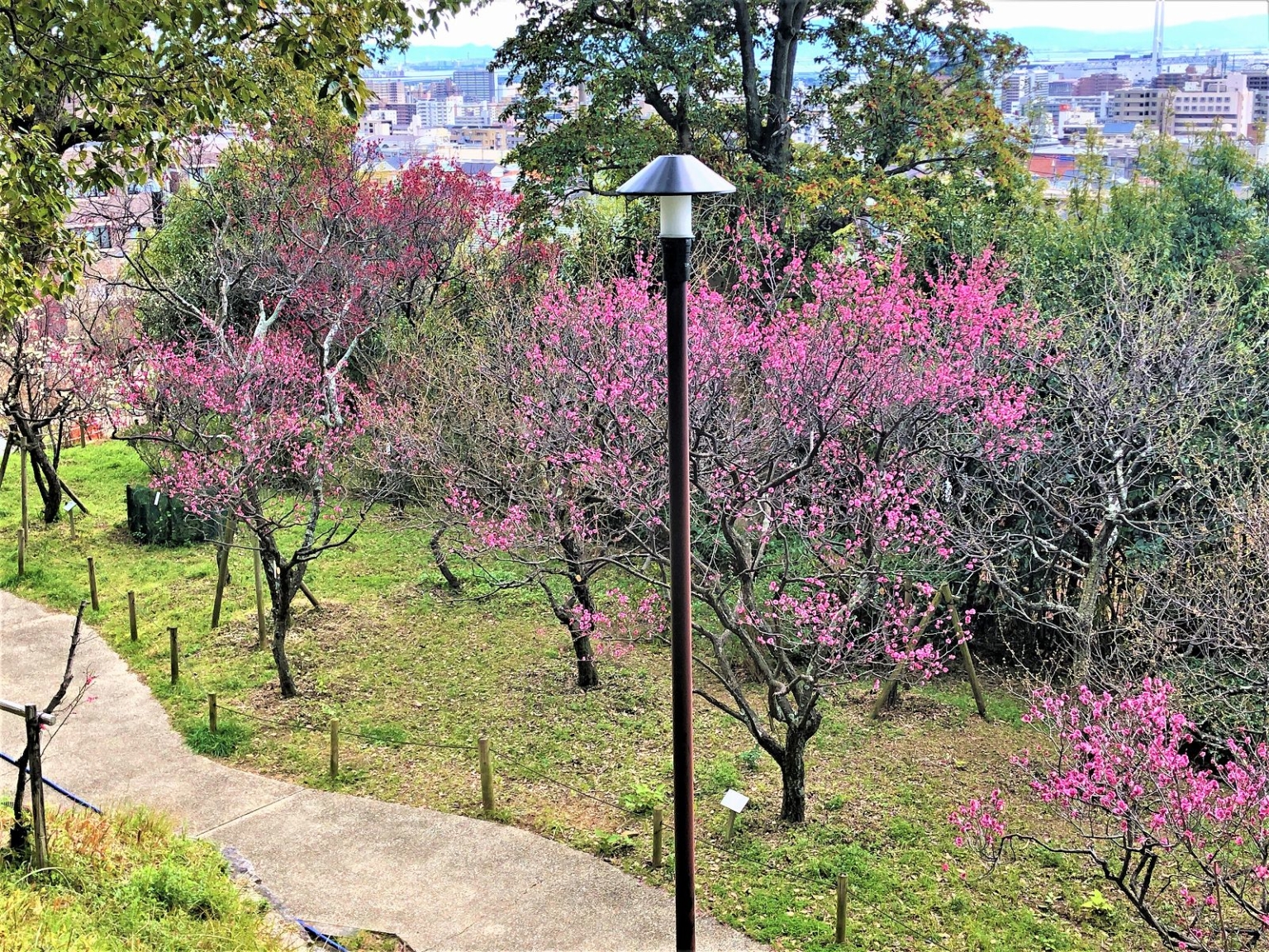 東灘・岡本の「岡本梅林公園」でひとあし先に観梅を楽しんできた♪ 岡本梅林公園 梅 阪急岡本 梅一つ火会 梅は岡本 東灘区 摂津岡本梅まつり お花見 2020 東灘ジャーナル 東灘・岡本の「岡本梅林公園」でひとあし先に観梅を楽しんできた♪ 岡本梅林公園 梅 阪急岡本 梅一つ火会 梅は岡本 東灘区 摂津岡本梅まつり お花見 2020 東灘ジャーナル