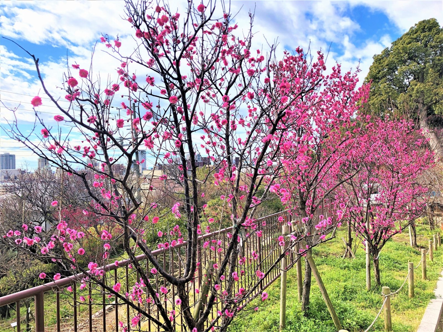 東灘・岡本の「岡本梅林公園」でひとあし先に観梅を楽しんできた♪ 岡本梅林公園 梅 阪急岡本 梅一つ火会 梅は岡本 東灘区 摂津岡本梅まつり お花見 2020 東灘ジャーナル 東灘・岡本の「岡本梅林公園」でひとあし先に観梅を楽しんできた♪ 岡本梅林公園 梅 阪急岡本 梅一つ火会 梅は岡本 東灘区 摂津岡本梅まつり お花見 2020 東灘ジャーナル