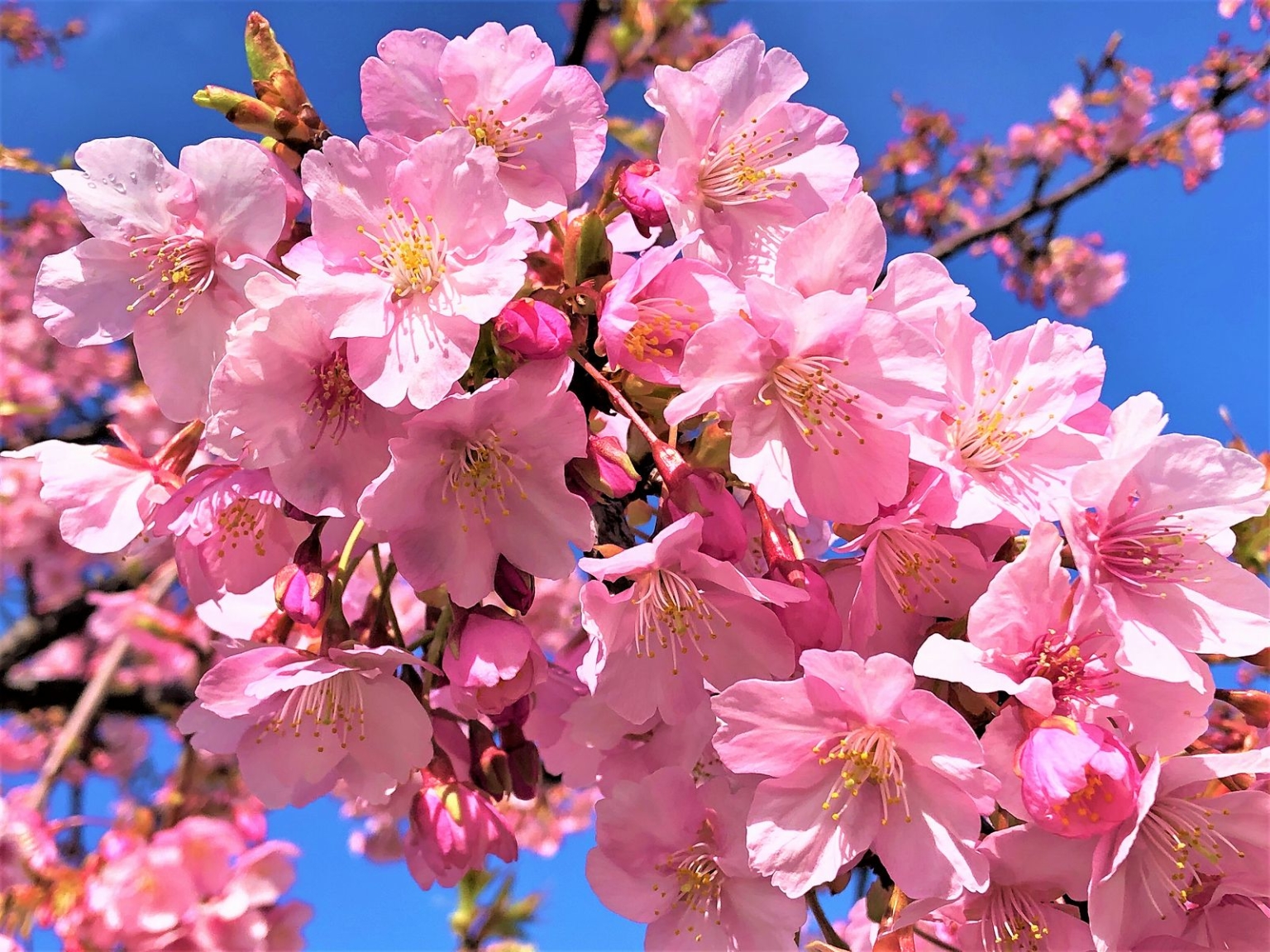 「河津桜」が満開で今がおすすめ！灘の西郷川河口公園でお花見を楽しんできた！ #河津桜 #お花見 #西郷川河口公園 #神戸散策 #神戸観光 ...