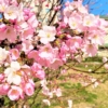 「生田川さくらまつり」は開催中止だけど、生田川沿いや生田川公園周辺の桜をひとあし