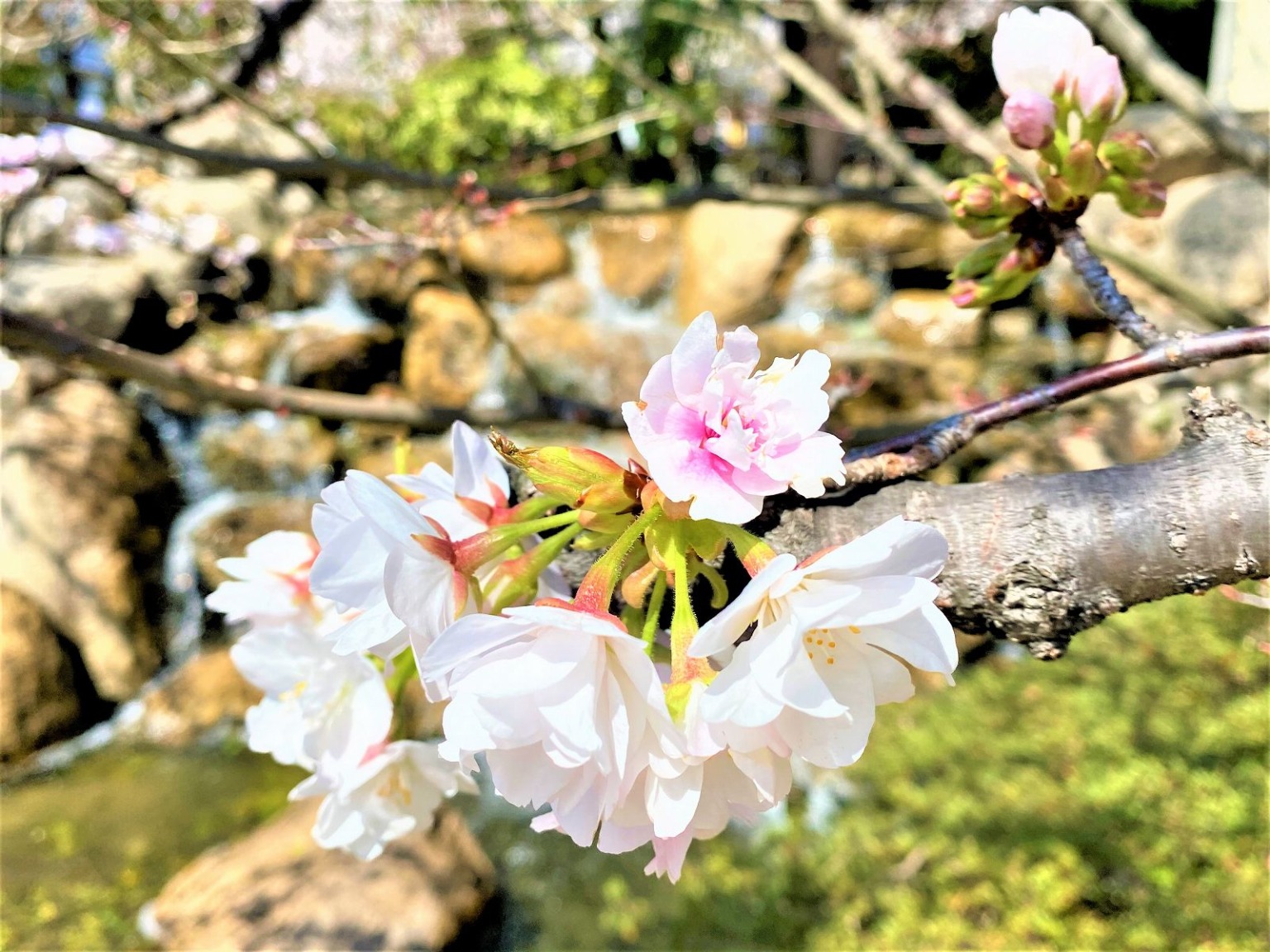 神戸岡本にある「桜守公園（岡本南公園）」の笹部桜が見頃を迎えたので、お花見してきた！ お花見 東灘区 桜守公園 神戸岡本 櫻守