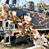 東灘・本山にある「小寄公園」（旧本山交通公園）は「神戸市電」の展示とお花見が楽し