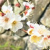 東灘・岡本梅林公園の梅が咲き始めたので、2022年もひとあし早くお花見を楽しんでみた