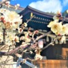東灘・御影の弓弦羽神社の梅が見頃を迎えたよ！#弓弦羽神社 #東灘区 #お花見 #梅 #神