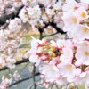 芦屋川沿いに広がる桜の下を歩いてお花見してみた♪（※令和4年「第34回芦屋さくらまつ