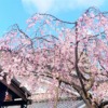 東灘・魚崎の菊正宗酒造記念館の桜が満開！館内の見学とともに観桜を楽しんでみてね♪ 