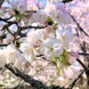 神戸・岡本にある「桜守公園（岡本南公園）」の笹部桜が見頃を迎えたので、お花見散策