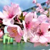 東灘・魚崎にある水辺の遊歩道・うおざきで「アーモンド」のお花見を楽しんでみた♪ #