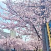 芦屋「茶屋さくら通り」の桜が満開♪のんびり歩いて桜の通り抜けを楽しんでみた #お花