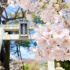 東灘・御影の弓弦羽神社のしだれ桜が満開♪境内の桜を愛でながらお参りしてみた！ #弓
