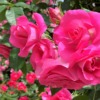東灘・六甲アイランドバラ園「RIC ROSE GARDEN」のバラが満開♪ゆっくりお花見を楽しん
