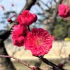 東灘・住吉川周辺の梅が咲き始めたので、歩いて観梅を楽しんでみた♪ #東灘区 #住吉川 