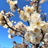 東灘・石屋川公園の梅が満開を迎えたので、2023年もお花見散策を楽しんでみた♪ #石屋