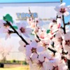 神戸春の風物詩「第33回アーモンドフェスティバル」が3月18日（土）＆19日（日）に東