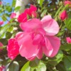 東灘・山手幹線沿いにある「本山街園 バラ園」のバラが見頃を迎えたので、お花見を楽