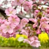 神戸・西郷川河口公園の「河津桜」が見頃を迎えたので、お花見散歩を楽しんでみた♪ #