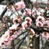 東灘・住吉川周辺の梅を見ながら歩いて観梅を楽しんでみた♪ #東灘区 #住吉川 #花見 #