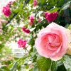 東灘・六甲アイランドのRIC ROSE GARDENのバラが見頃を迎え「第13回六甲アイランドバ